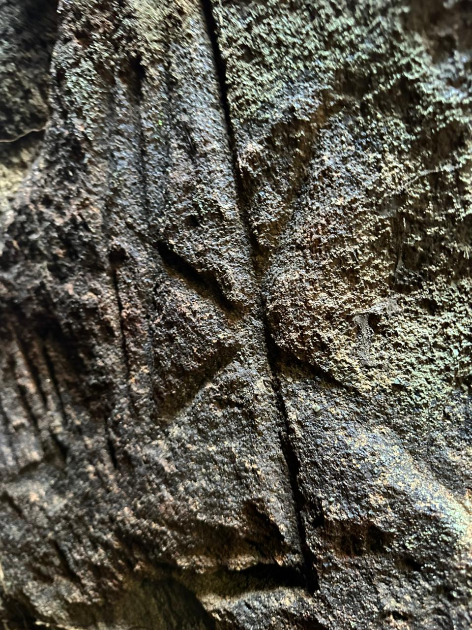 Danigala Gallery Image